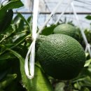 서당농장 이미지