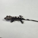 힐링크레