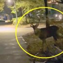 진사슴농장 이미지