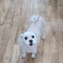 김쌤애견 이미지