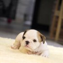 슈퍼바우 이미지