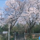 석수김밥 | [안양/석수역 가볼만한곳] 일본 감성 낭낭한 석수역 벚꽃길 산책 🌸 (ft. 경마공원 실패담)
