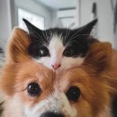 털복숭이친구들 이미지