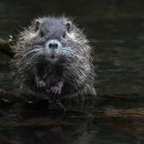 코러스마트 이미지