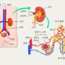 벽신장 이미지
