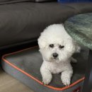 분당데이지동물병원 이미지