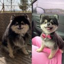 야옹아멍멍해봐 김포운양점 이미지