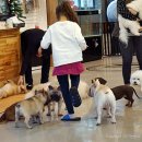 도그 아지트 이미지