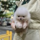 김해 강아지분양 고양이분양 도그하우스 외동점 이미지