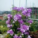 오리궁뎅이 이미지