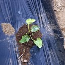 새솔농장 이미지