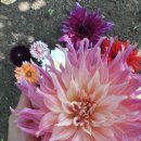 달달리아 이미지