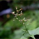 솔나리민박 이미지