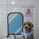 다원하개 이미지