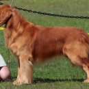 BOSS켄넬 이미지