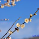 진도 운림산방 | 매화-2026-034. 진도 운림산방 <일지매(一枝梅)> (2026.03.20.)