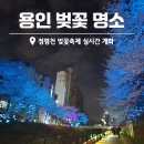 정평천 | 용인 벚꽃 야경 정평천 데이트 코스 실시간 후기, 정평천 벚꽃축제 소식
