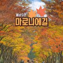 마로니에길 이미지