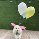 포레스트 하우스 애견유치원 | 가락동애견유치원 후기 우리 강아지 봉숙이의 즐거운하루 멍찌네하우스