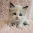 도그마루 강아지고양이 일산점 이미지