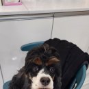 미용하는 강아지 살롱 이미지