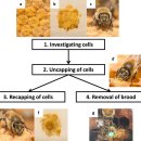VSH(Varroa Sensitive Hygiene)강한 꿀벌 품종을 사육 하시오. 이미지