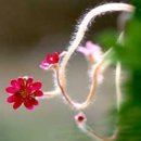 [대나무꽃] 60년 만에 꽃이 핀다는 대나무 꽃 이미지