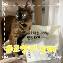 뒹굴뒹굴 고양이가 좋아하는 (캣필드)청소하는 고양이 벤토모래