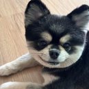 몽툭 | [안양] 믿고 맡길 수 있는 전문적인 반려견 미용샵 | 안양 강아지 미용 &#34;몽툭&#34;