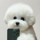 요고조고