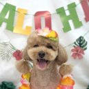 팍스도그트레이닝센터 이미지