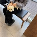 뉴케어동물병원 | 용인 흥덕 뉴케어 동물병원 강아지 1차 예방접종 후기 🐶💉