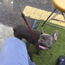 블루퍼피 이미지