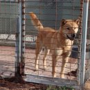 고야 진도개 시범사육장(고야축산) 이미지