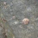 덜섬 Daum백과