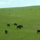 대평원목장 이미지