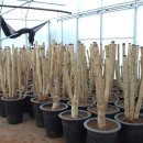 영신농원 이미지