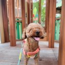 분당 피엘 동물피부클리닉 이미지