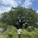 꿀벌주유소 이미지