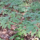 영심농장 이미지