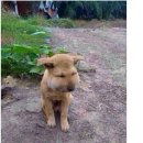 하룻강아지 이미지