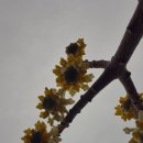 청산도 | 청산도안단테펜션 방문후기:) feat.봄의전령사들