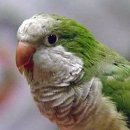 PARROT KOREA 이미지