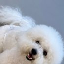 뽀송뽀송 애견미용 | 대구 달서구 애견미용 후기 하리·구름이·하루 변신 스토리