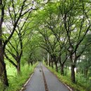 번암죽림정사로 | 세종시 조치원읍 &#34;허만석로&#34; 확장 일부개통 (번암사거리 ↔ 죽림삼거리 구간)