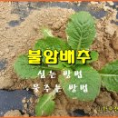 (텃밭/230912) 배추모종 옮겨심기 이미지