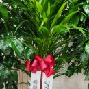 기쁨세움 | 세움교회 임직식을 축하하며 – 한사랑플라워 배송 후기