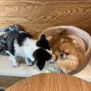 견고하개 이미지