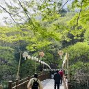 [서산여행] 문수사 겹벚꽃의향연 이미지