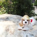 비비드 힐 이미지